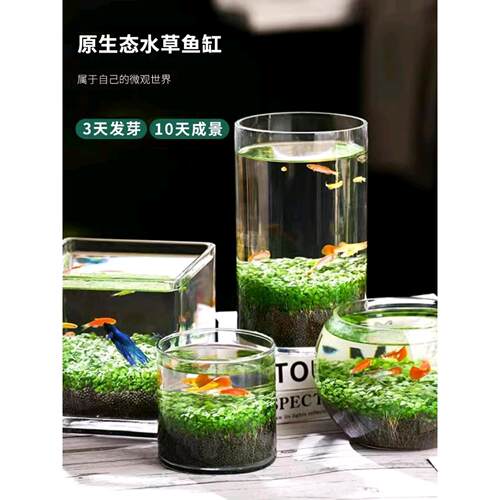 桌面鱼缸生态玻璃瓶水草种子真植物种籽造景盆栽套餐水培装饰草缸