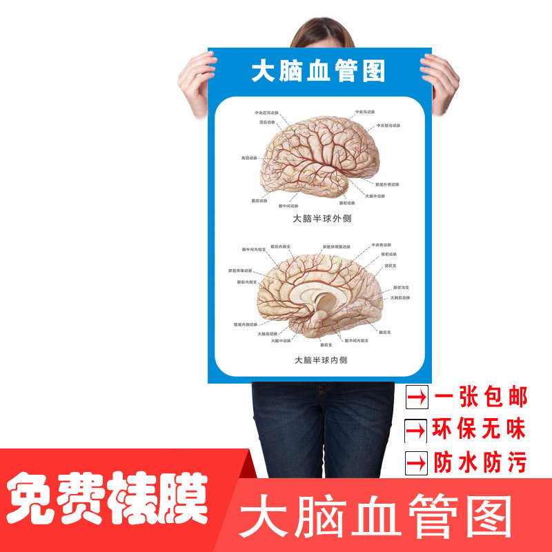 医院解剖学知识文化海报头部大脑颅神经血管解剖图医学院教学贴图