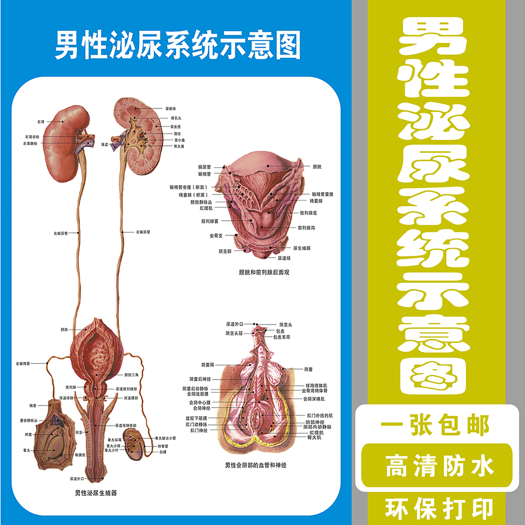 医院男性泌尿生殖器解剖知识挂图画 男性泌尿生殖系统解剖学挂图