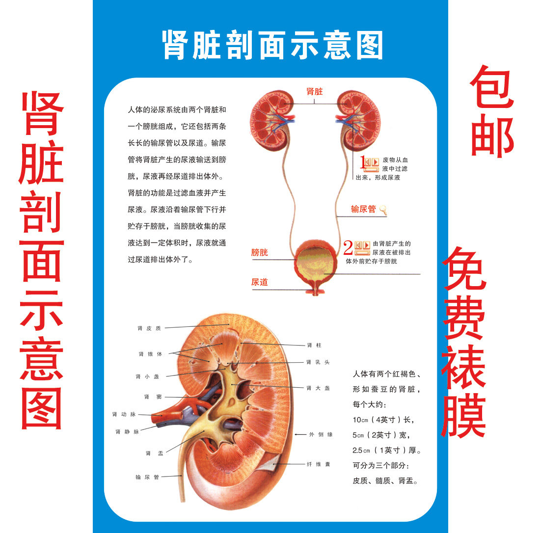 肾脏剖面示意图 医学宣传贴图 人体器官解剖图展板 医院布置海报