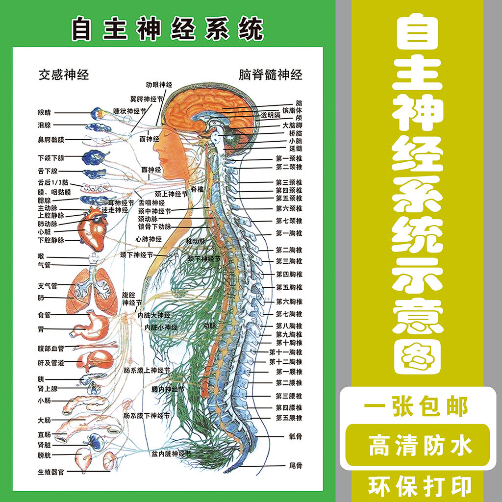 自主神经系统示意图人体解剖挂图人体器官解剖图展板医院布置海报