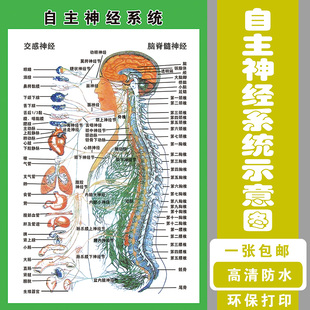 自主神经系统示意图人体解剖挂图人体器官解剖图展板医院布置海报