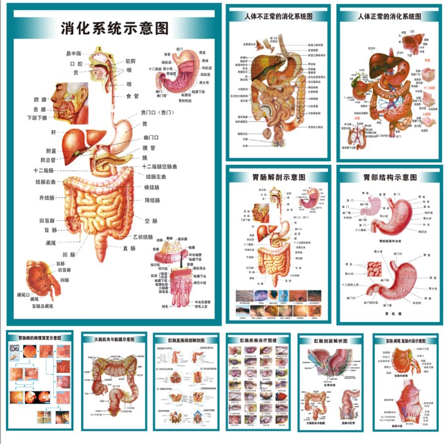 内脏消化胃肠系统结构医学海报