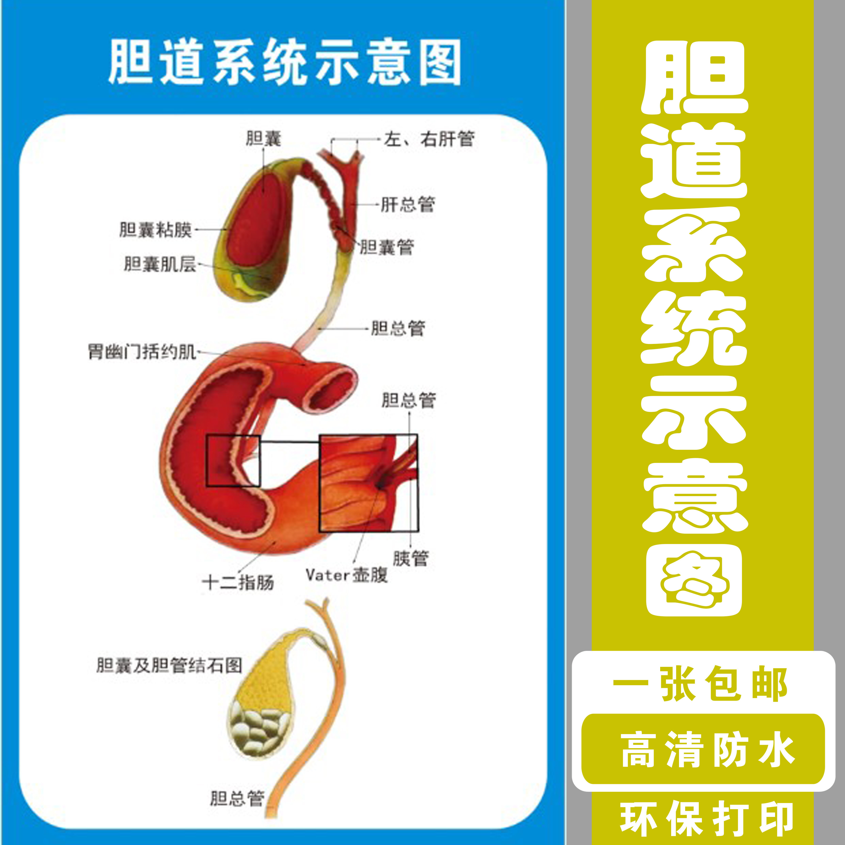 胆道系统示意图十二指肠胰肛肠科痔疮人体器官解剖图医学宣传海报