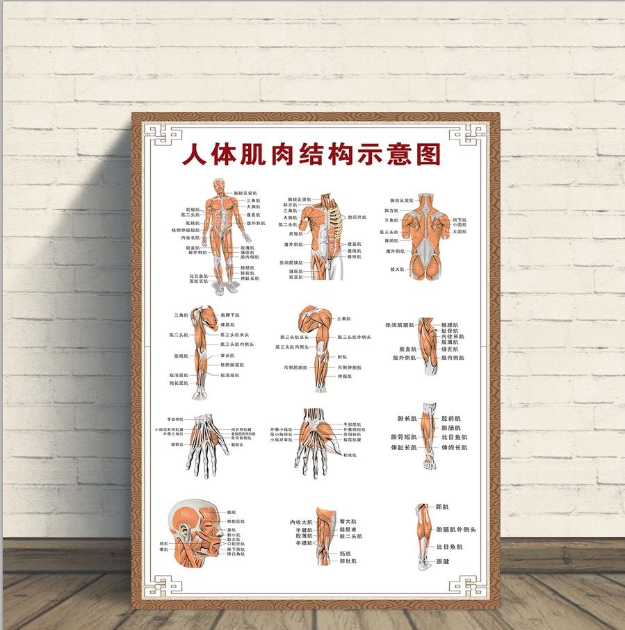 背部四肢肌肉结构示意图人体骨骼大挂图人体器官解剖图示意图海报