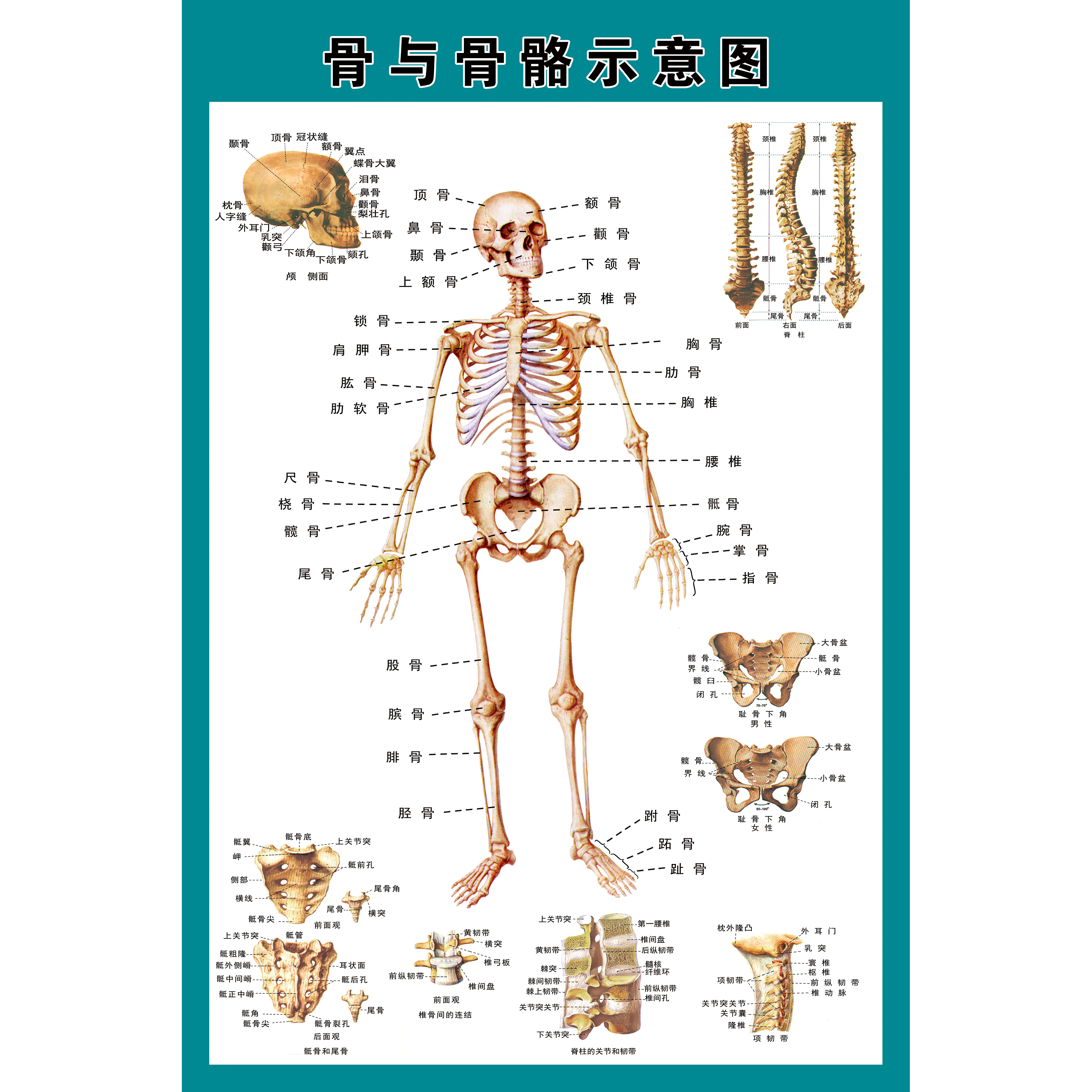 骨头器官位置示意图图片