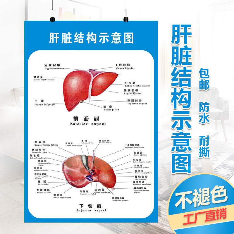 人体肝脏解剖示意图医院内脏大挂图医学海报画疾病预防展板墙贴纸