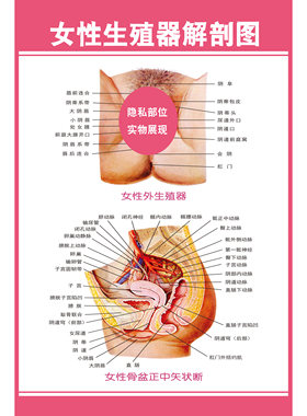 女性生殖系统泌尿医学人体解剖图