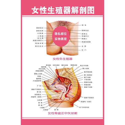 女性生殖系统泌尿医学人体解剖图
