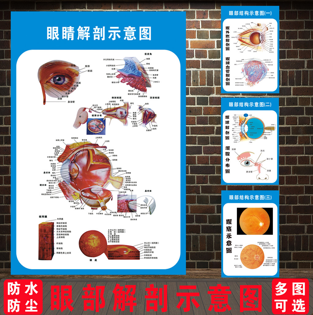 眼部结构示意图人体解剖海报肌眼科装饰图医院宣传挂图展板贴纸画