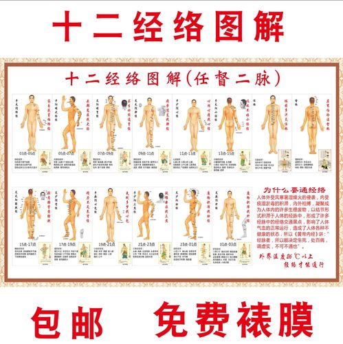 人体十二12经络穴位海报写真