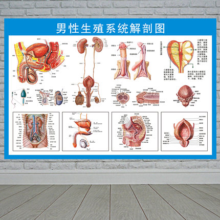 医院男性泌尿生殖器解剖知识挂图画 男性泌尿生殖系统解剖学挂图