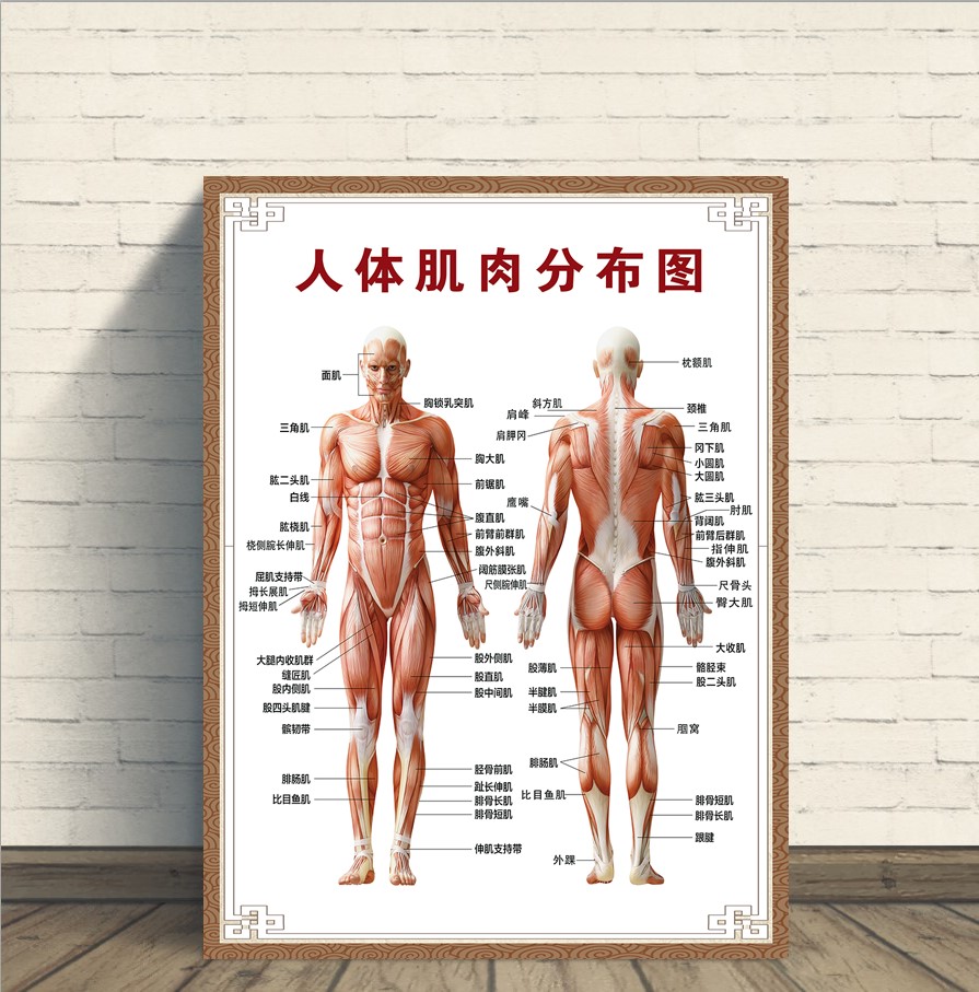 人体肌肉分布解剖图海报挂图