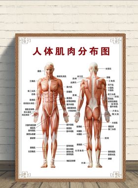 人体肌肉分布解剖图海报挂图