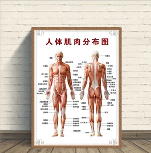 人体骨骼图挂图器官内脏结构图海报脊柱图解肌肉分布解剖图挂贴画