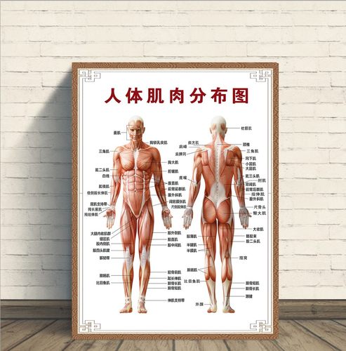 人体肌肉分布解剖图海报挂图