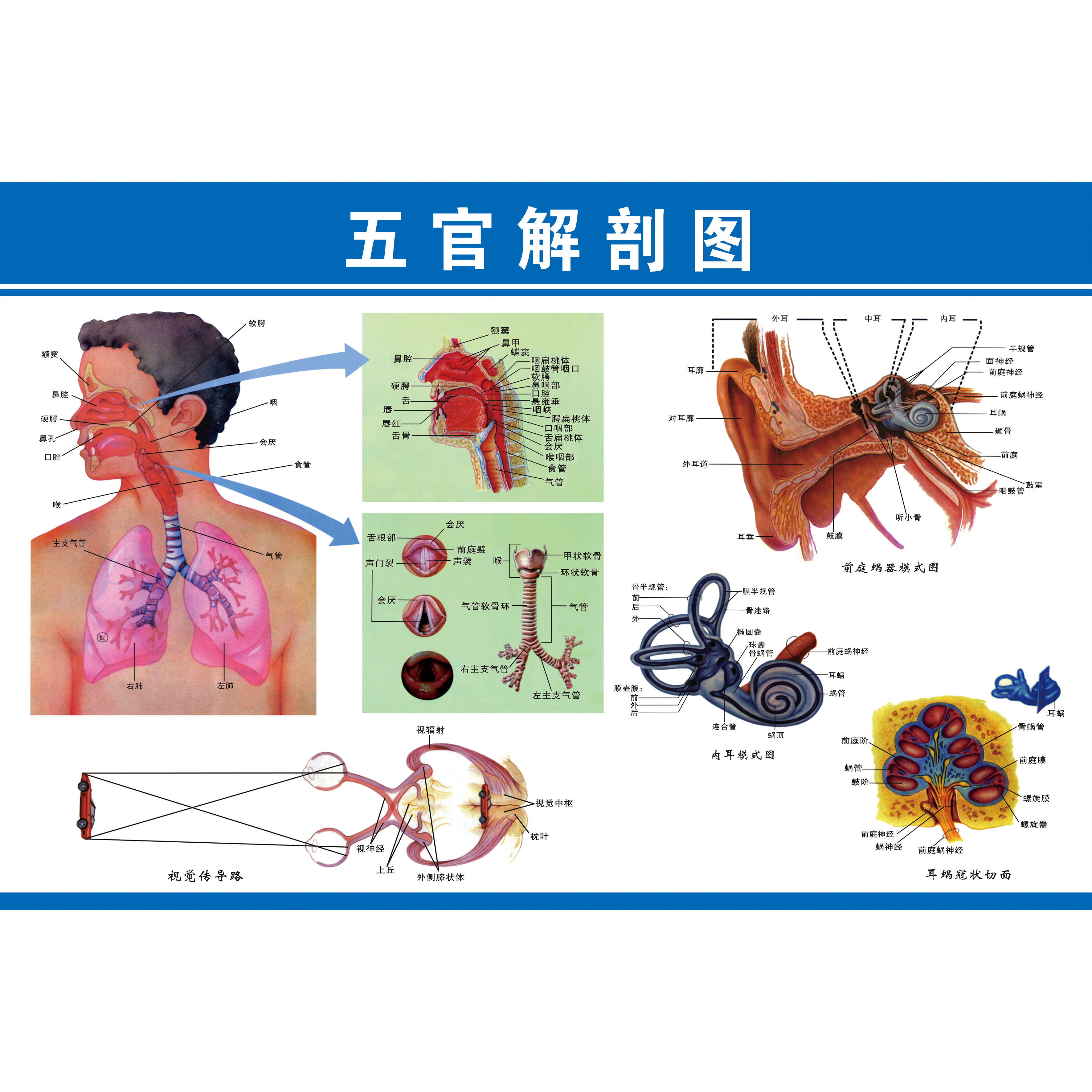 五官耳鼻喉口腔图谱 医学宣传贴图 人体器官解剖图展板 医院布置