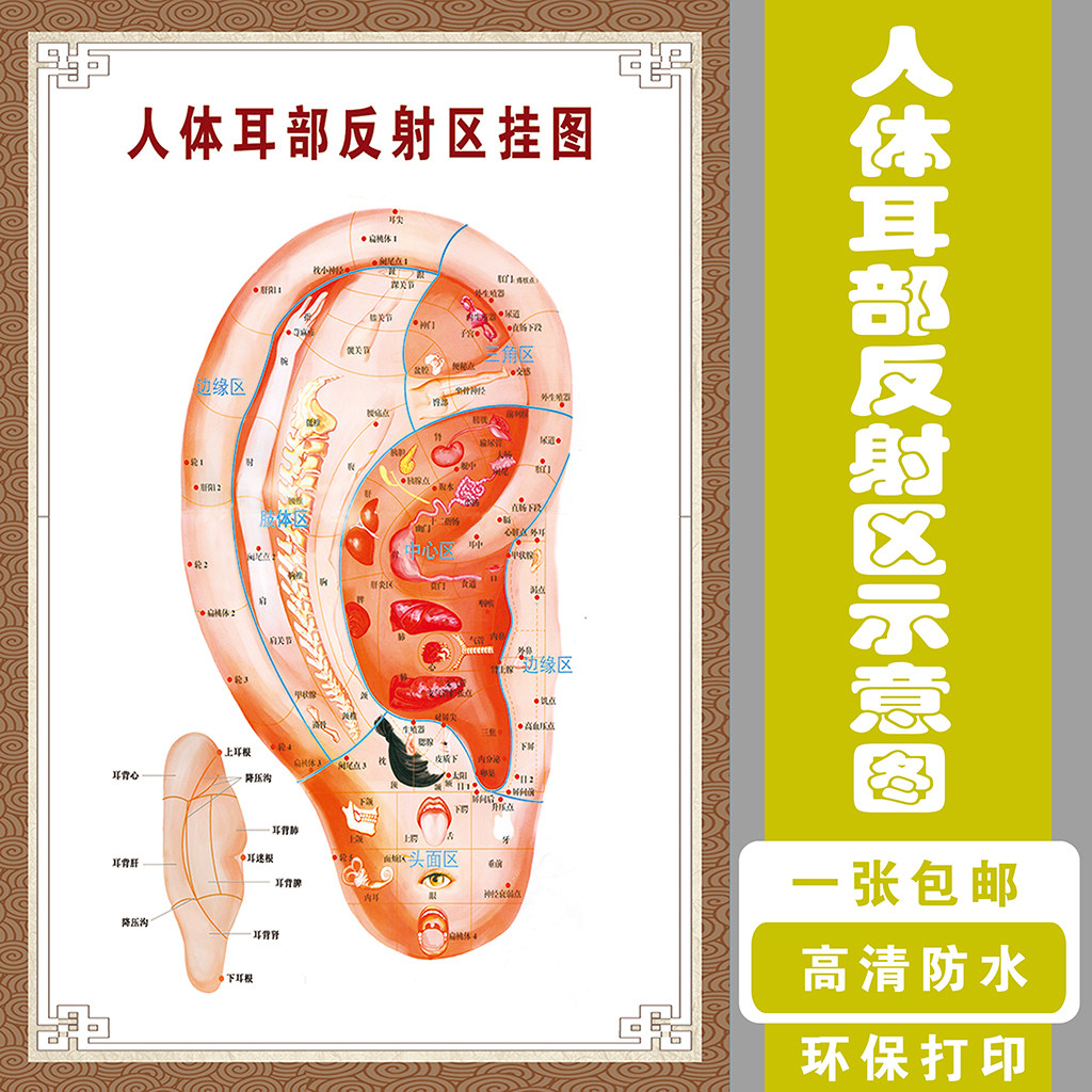 耳部反射区健康疗法挂图按摩足浴