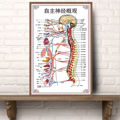 自主神经概观解剖布置人体器官