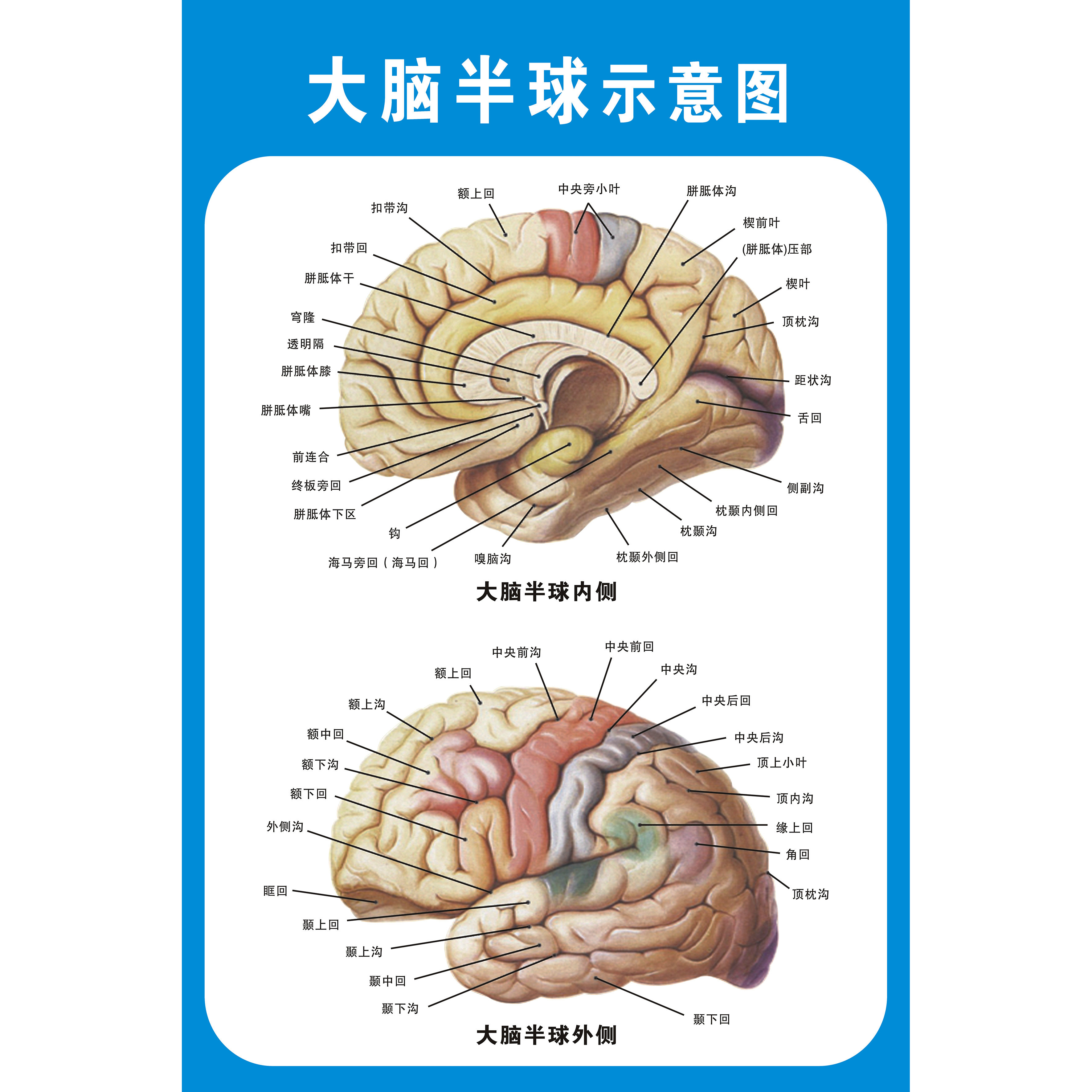 大脑半球动脉脑底动脉脑动脉解剖图脑系统示意图医院布置海报