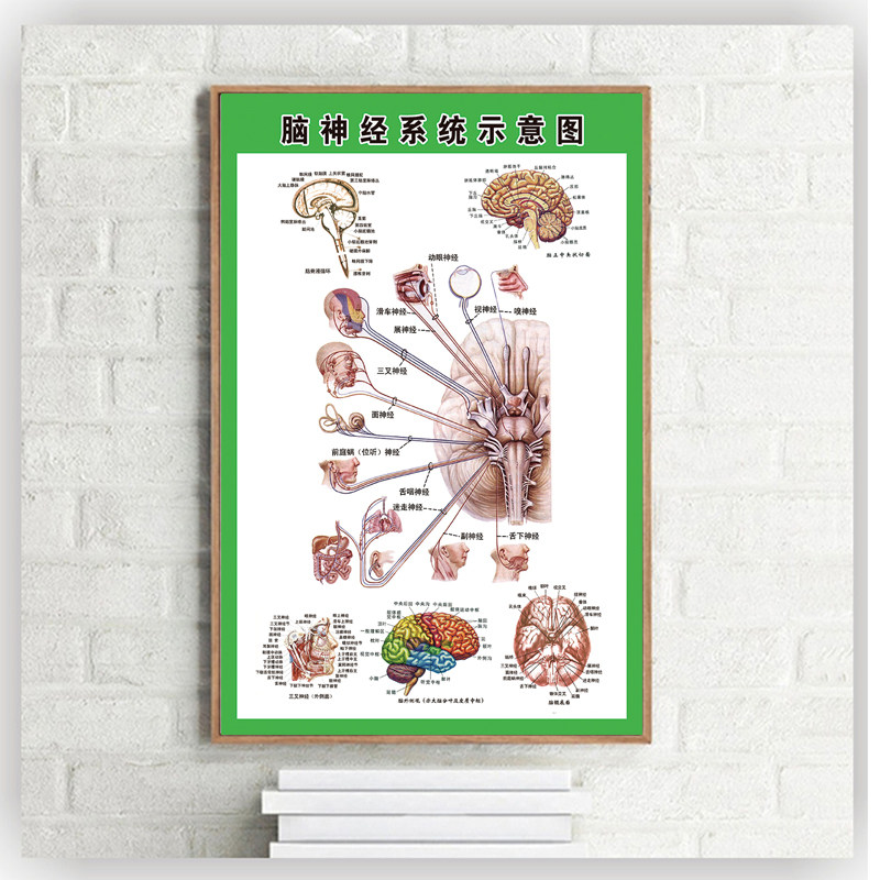 脑部神经系统示意图人体解剖挂图人体器官解剖图展板医院布置海报