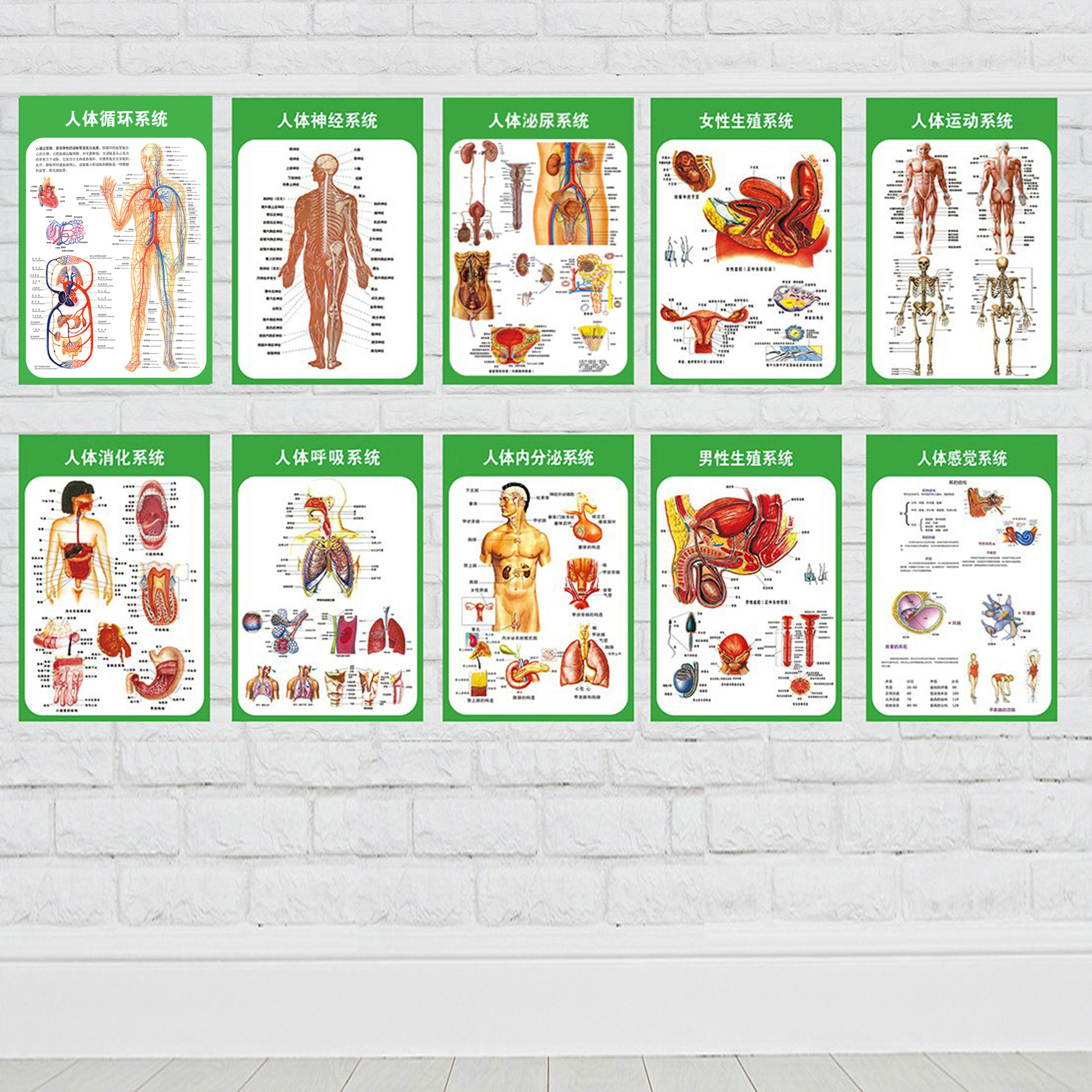 人体九大系统运动消化生殖泌尿神经解剖内脏骨骼肌肉医院医学挂图