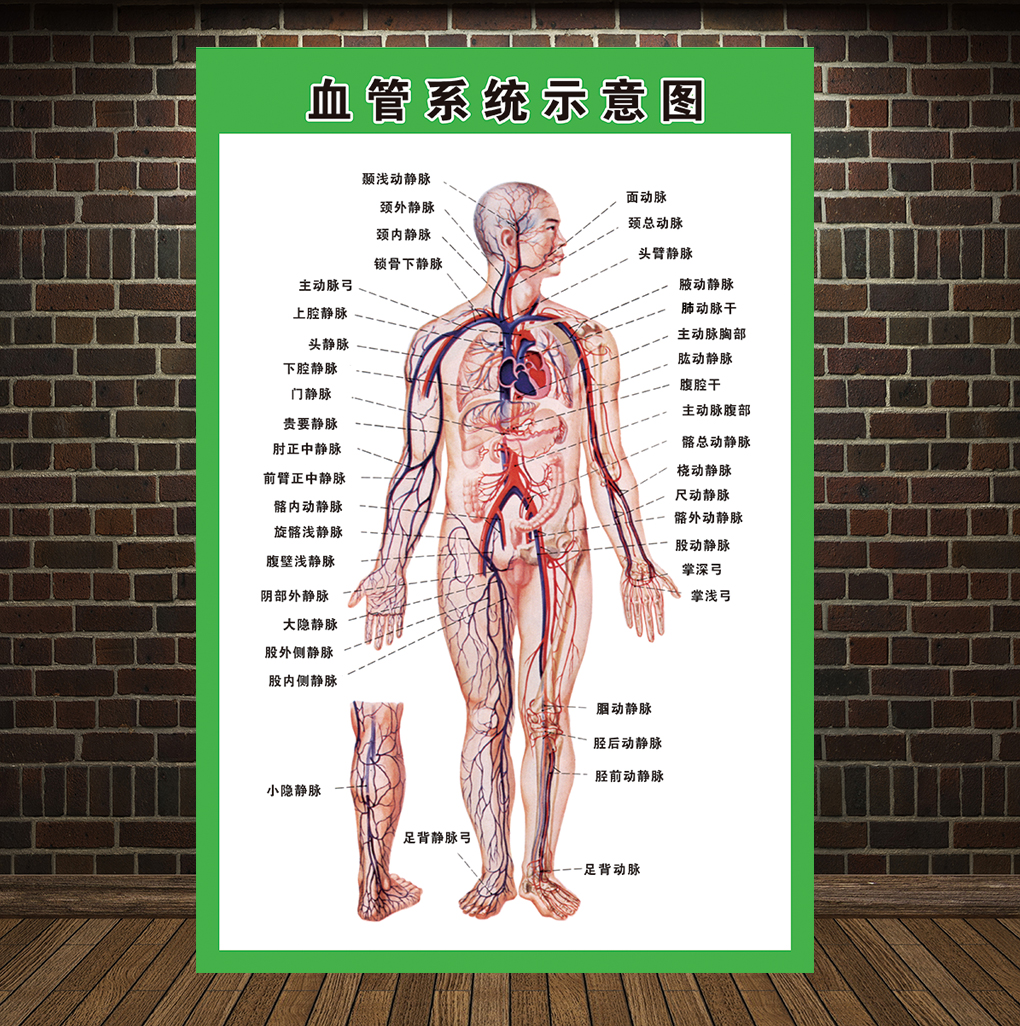 血液系统示意图人体解剖海报肌肉骨骼神经血管医院分布挂图展板