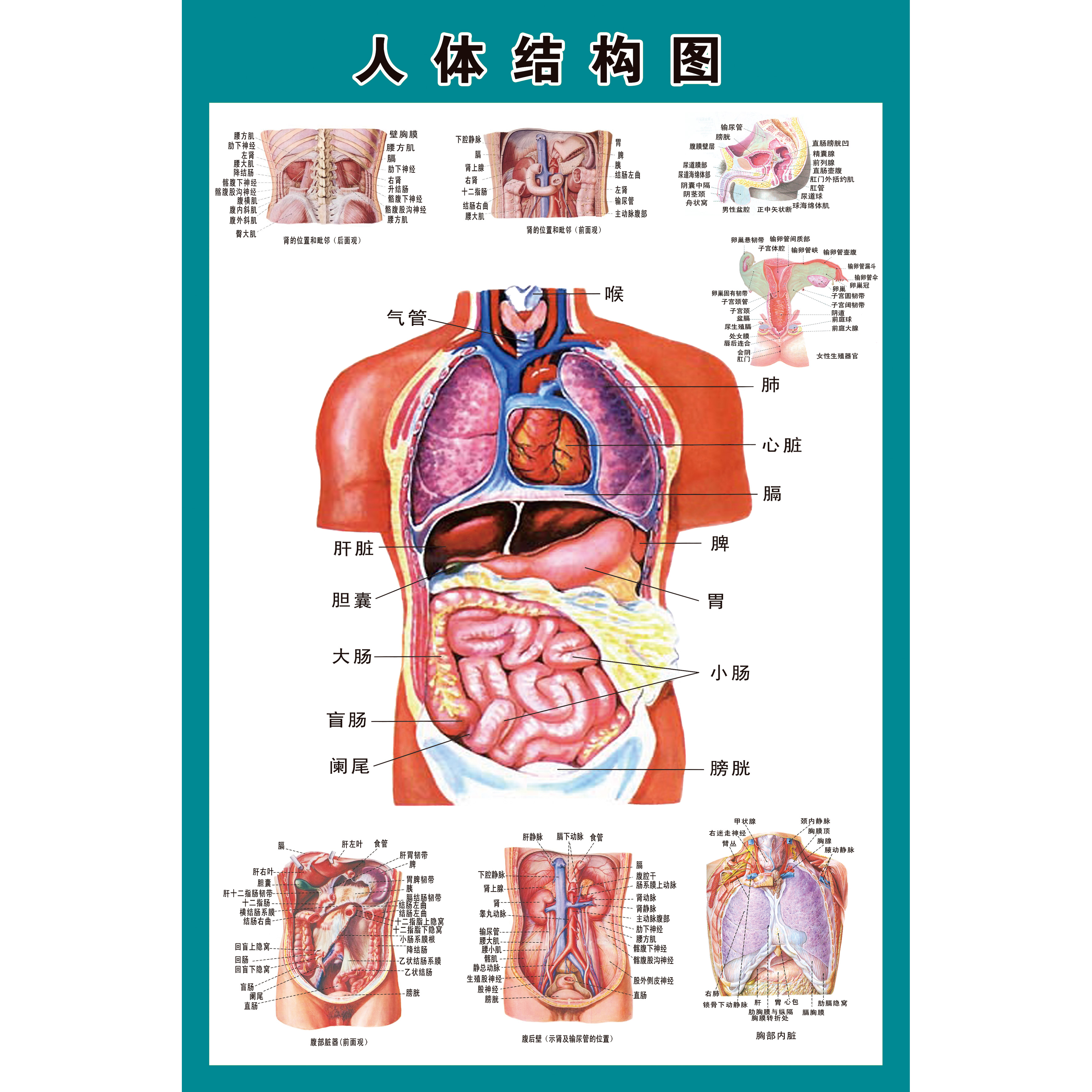 人体解剖系统示意图医学挂图海报