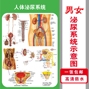 男女生殖泌尿系统解剖图医院宣传挂图子宫妇科海报宫颈疾病示意图