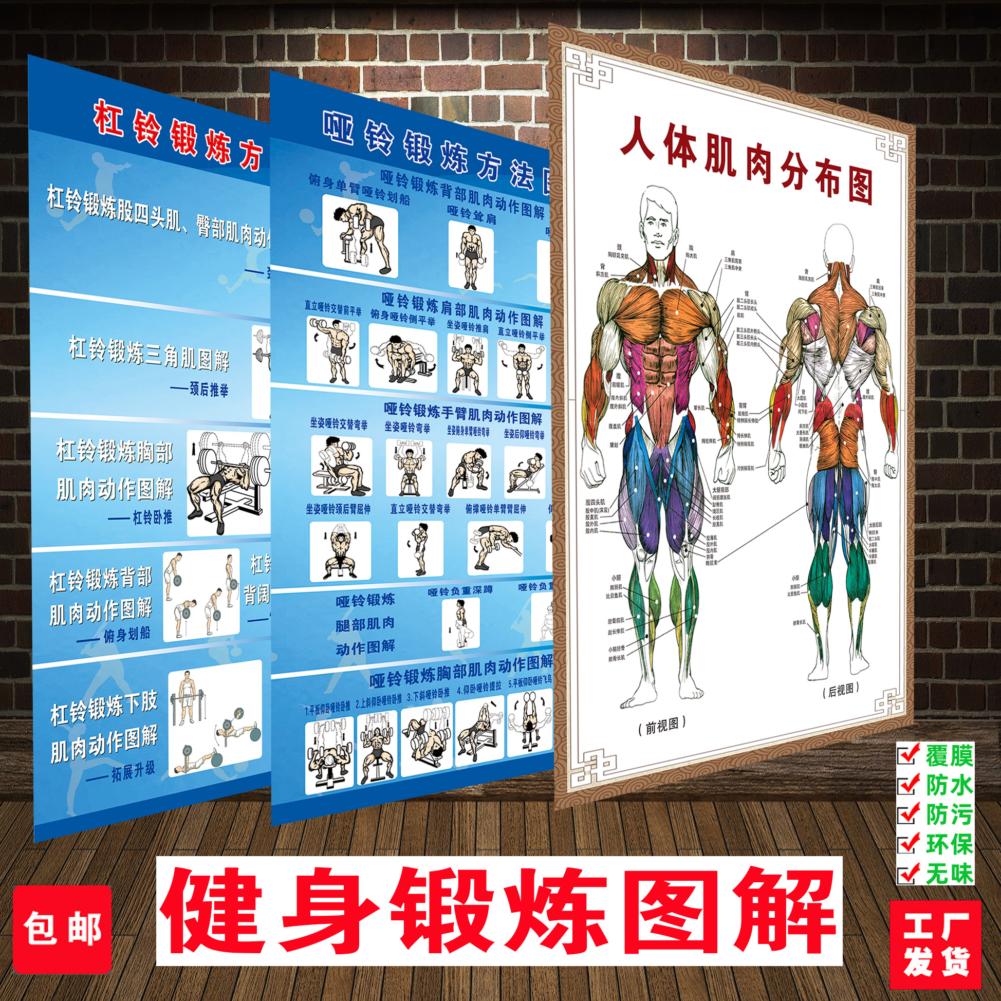 肌肉健身锻炼方法海报挂图