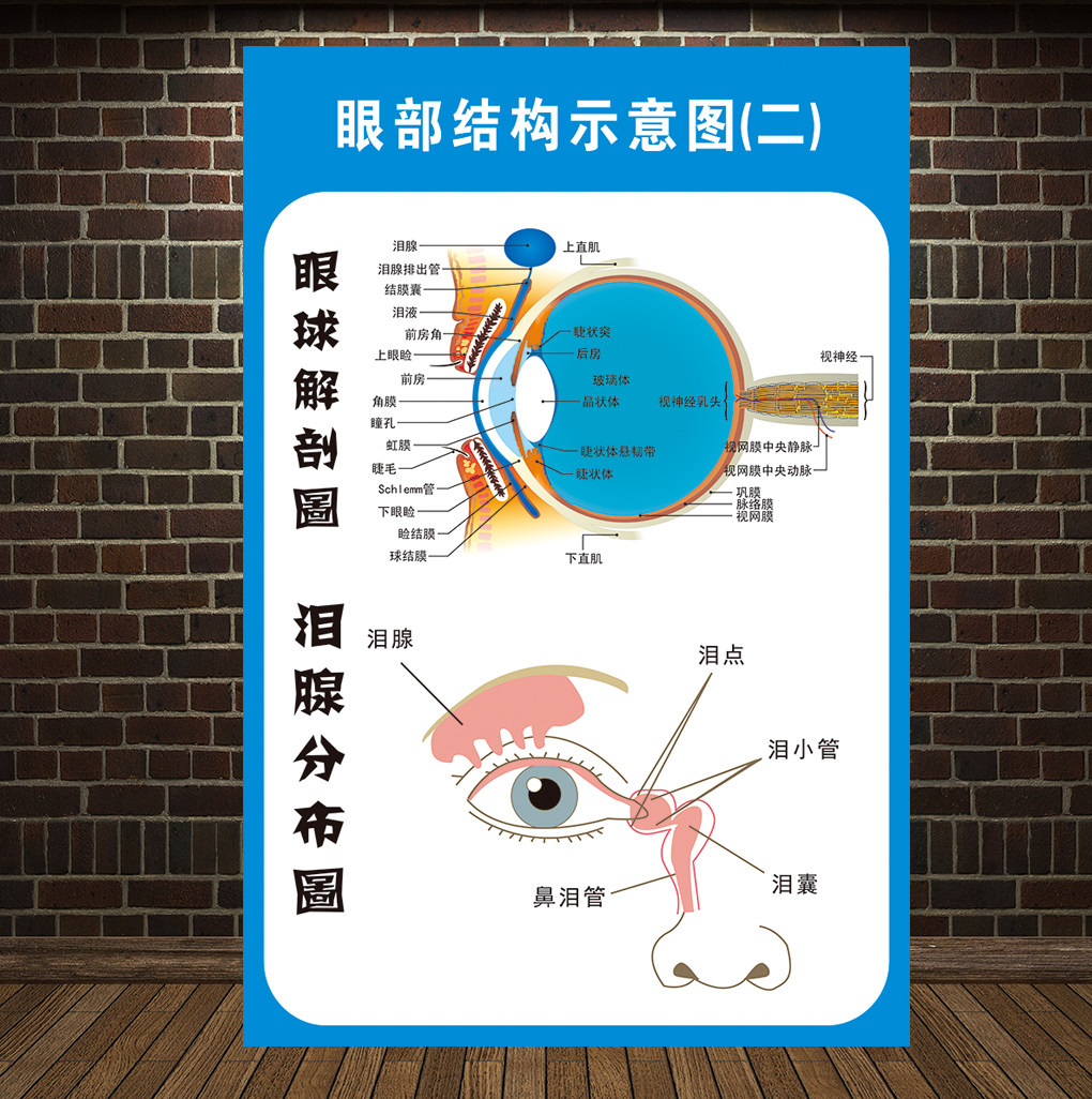 眼球解剖图泪腺分布图眼部肌肉血管结构图全息图医院眼科宣传海报
