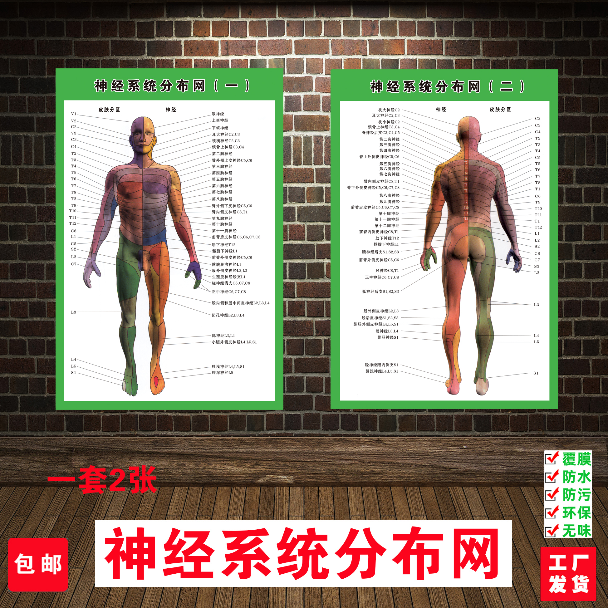 医院神经系统分布网示意图挂图