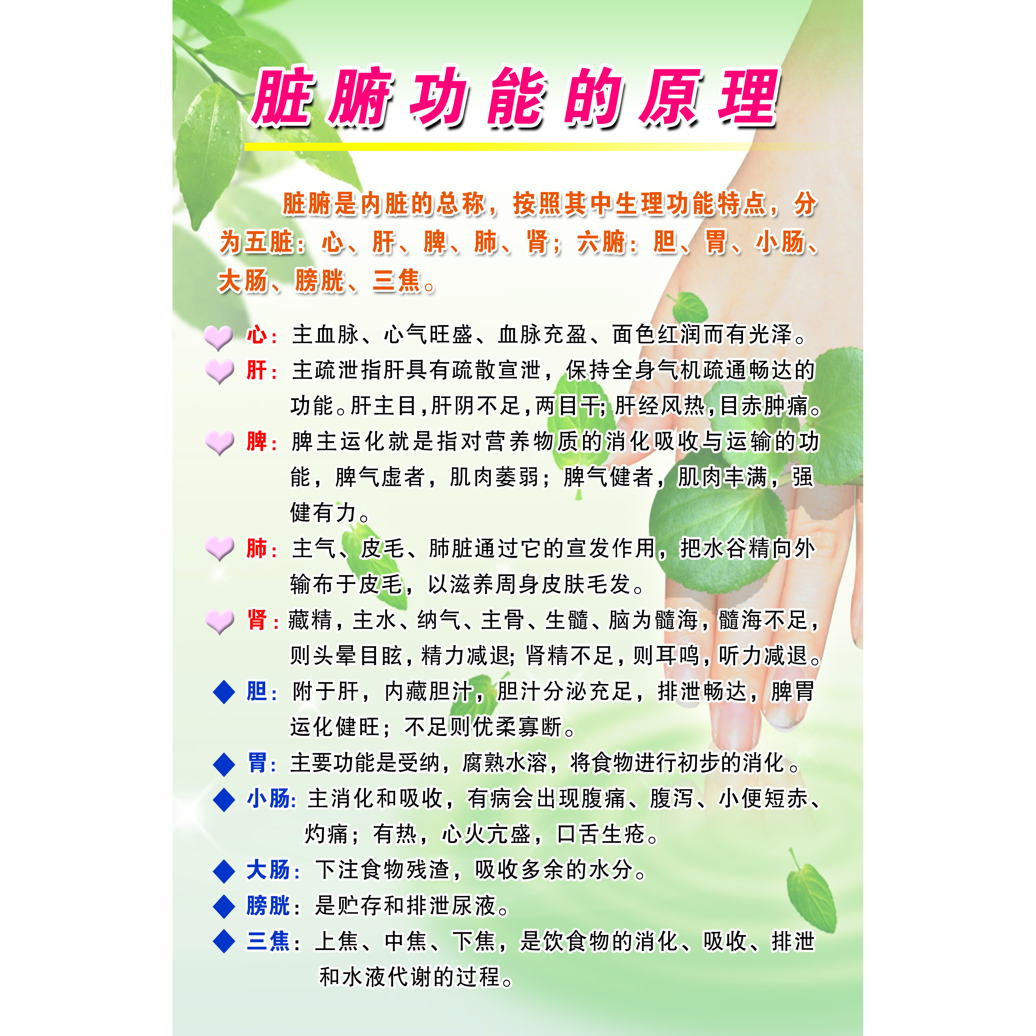 脏腑功能的原理五脏心肝脾肺肾六腑胆胃大肠小肠膀胱三焦宣传海报