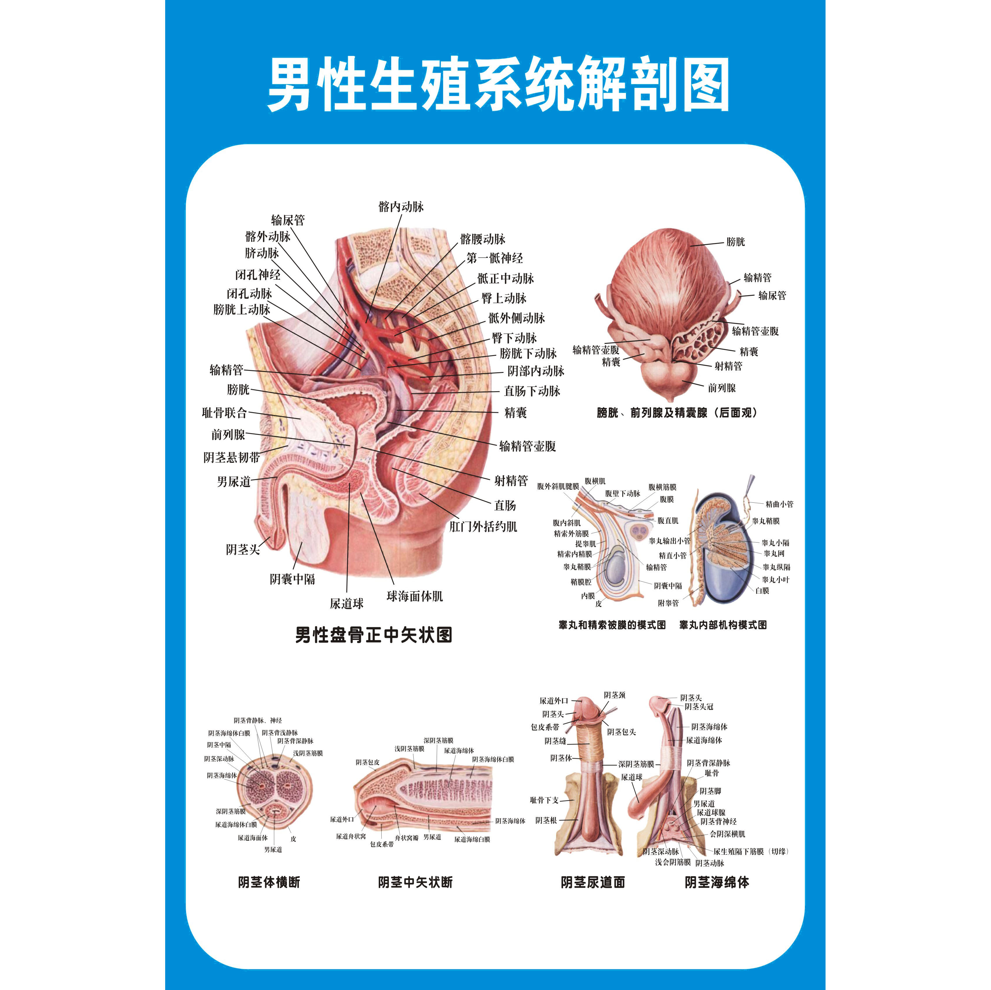 医院男性泌尿生殖器解剖知识挂图