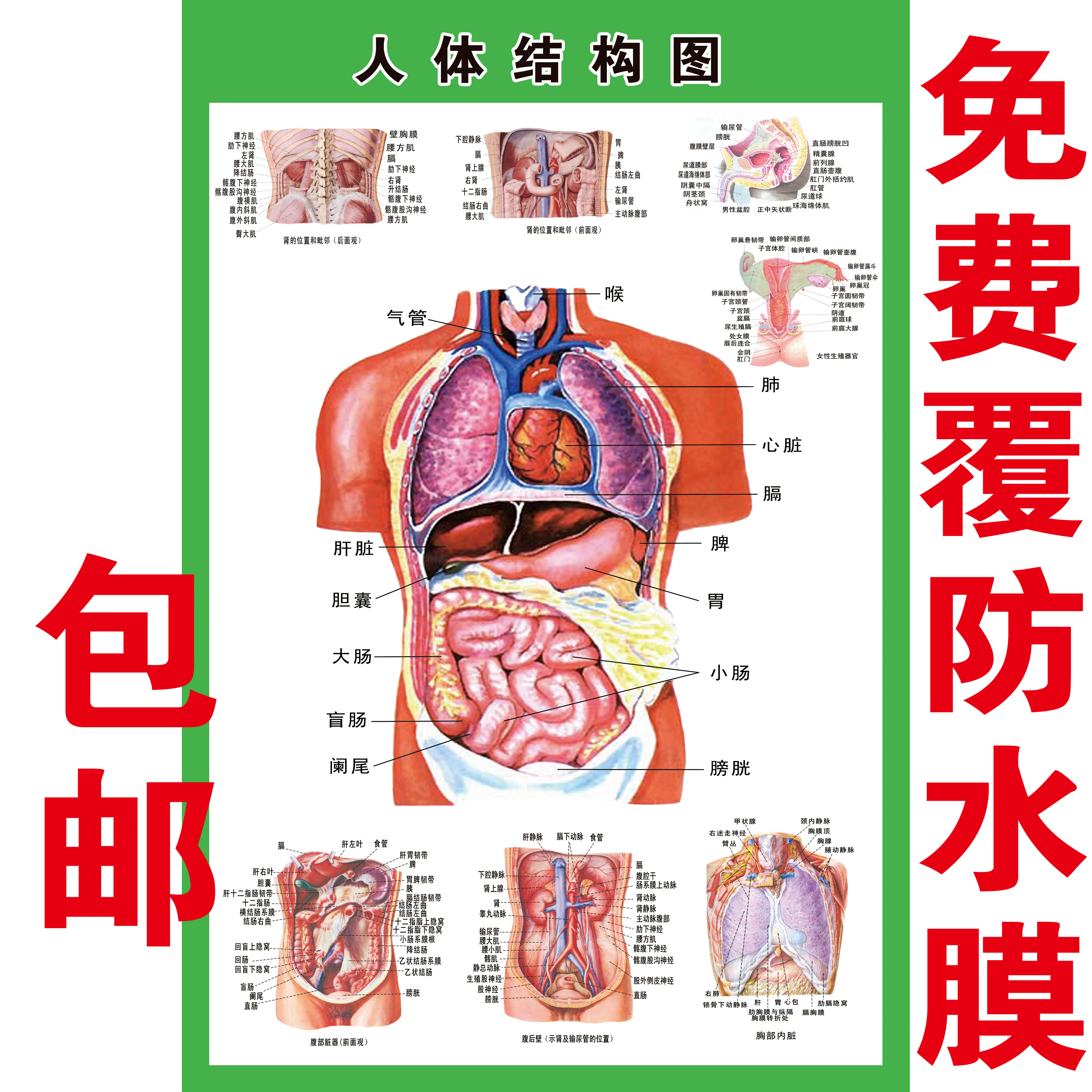 人体内脏解剖系统示意图医学宣传挂图人体器官心脏结构图医院海报