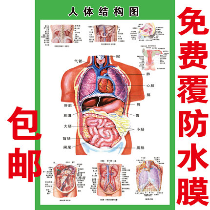 人体内脏解剖系统示意图医学宣传挂图人体器官心脏结构图医院海报