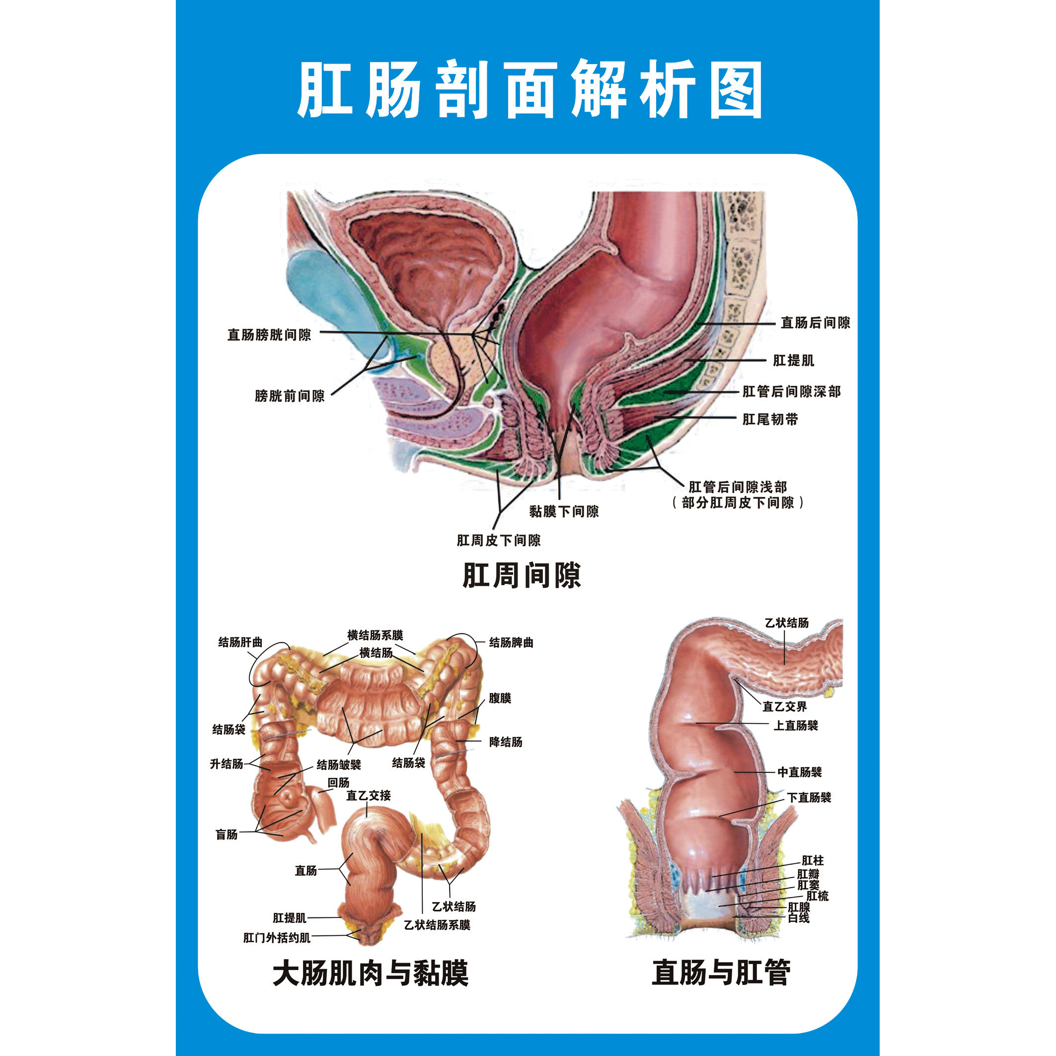肛肠剖面解析图痔疮肛肠科人体器官解剖疾病图医学宣传知识海报
