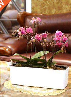 Rectangular Self-watering Plastic Pot Planter for Plants