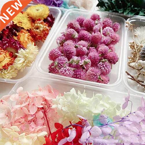 1 Box Real Dry Flower Dried Plants Natural Colorful  Fram