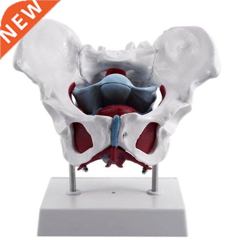 Female Pelvis and Reproductive Organs Model Female Bladder P