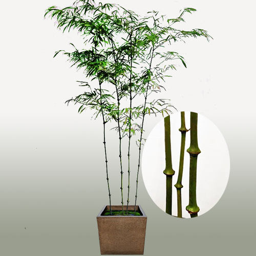 趣味植物罗汉竹形状独特庭院美观