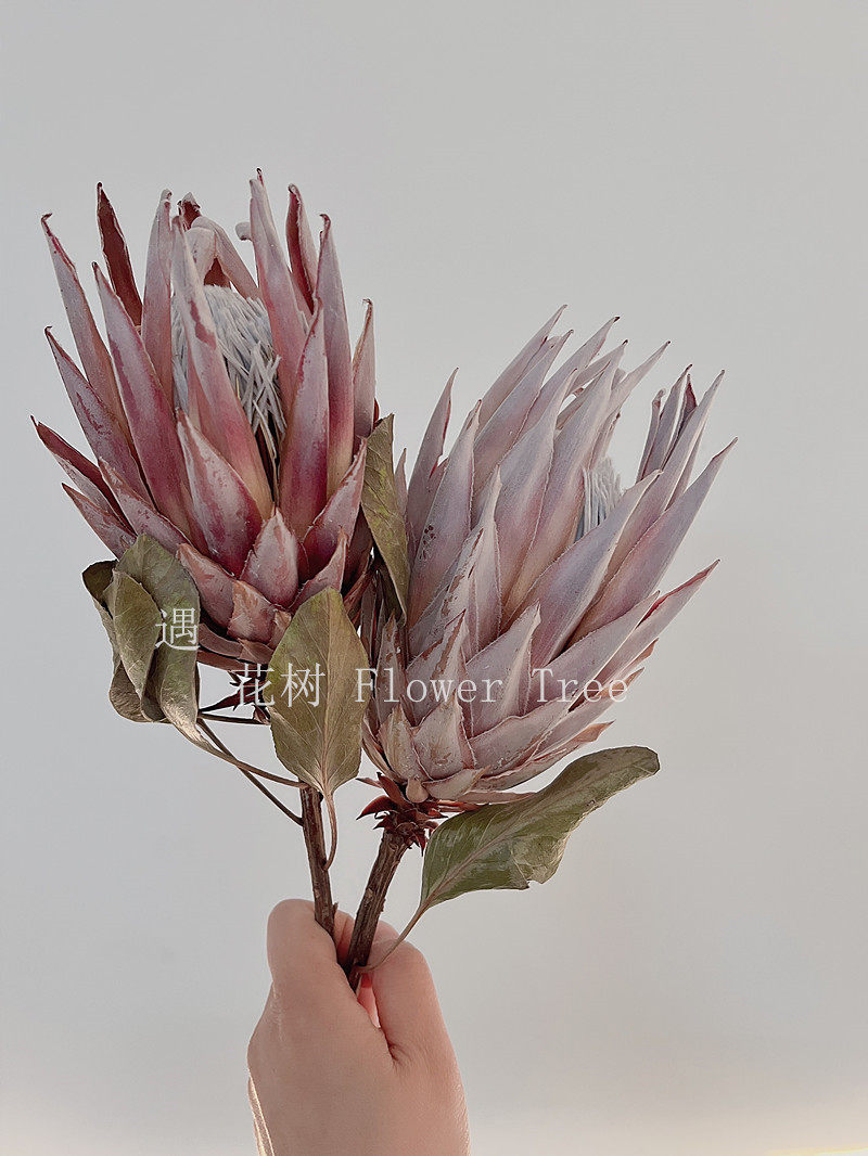华美典雅的南非进口帝王花干花图片