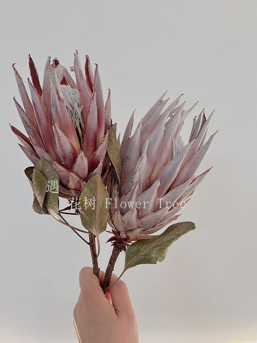 华美典雅的南非进口帝王花干花