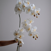 高级感逼真手感白色蝴蝶兰仿真花湿感轻奢客厅插花花艺装 饰摆件