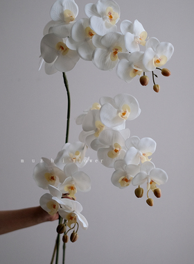 高级感逼真手感白色蝴蝶兰仿真花湿感轻奢客厅插花花艺装饰摆件