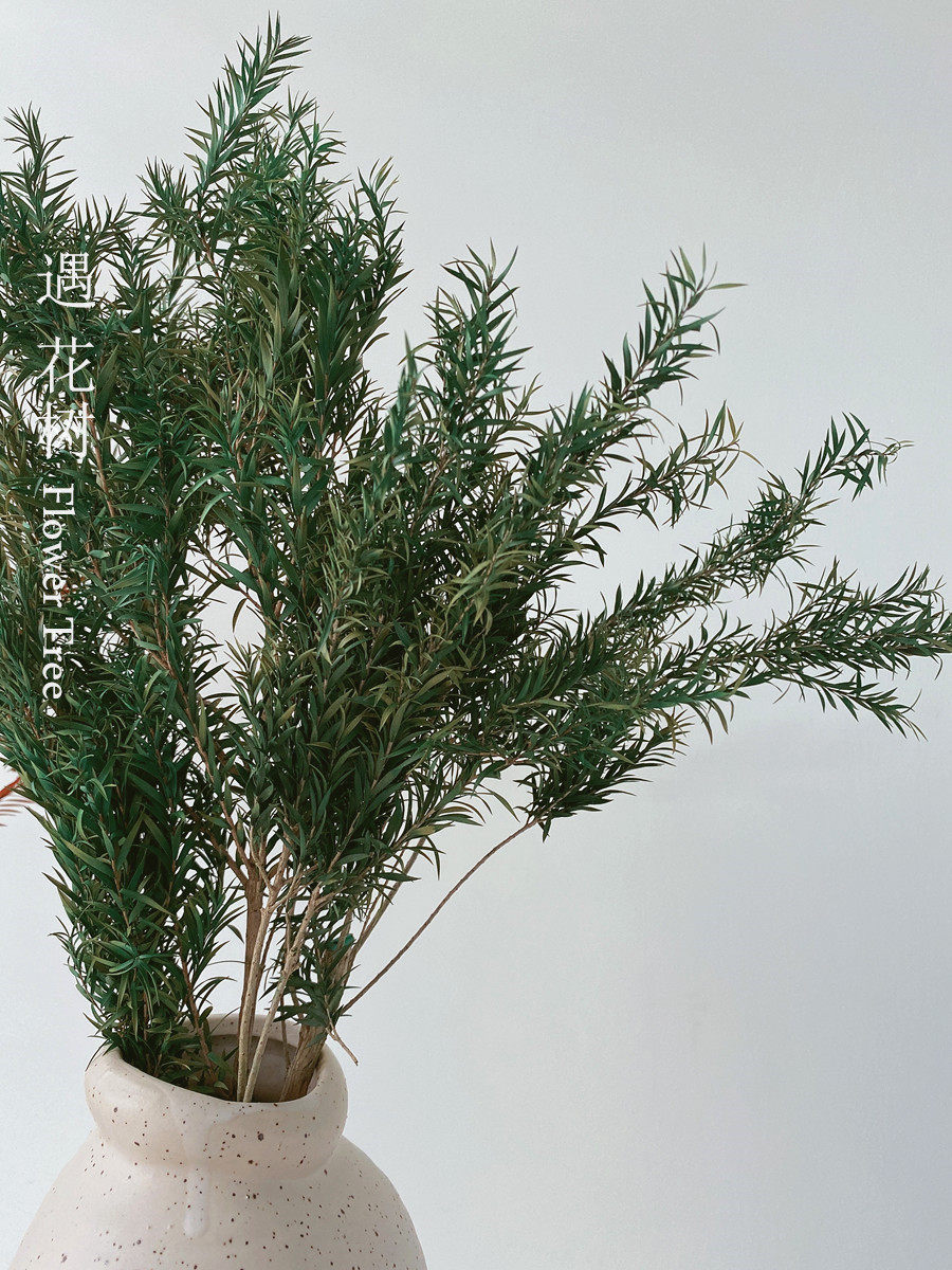 ins风茶树永生花干花真花花束客厅摆设迷迭香装饰叶子绿植插花