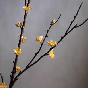 仿真腊梅花枝黄色小花朵轻奢禅意新中式家居装饰花束客厅插花花艺