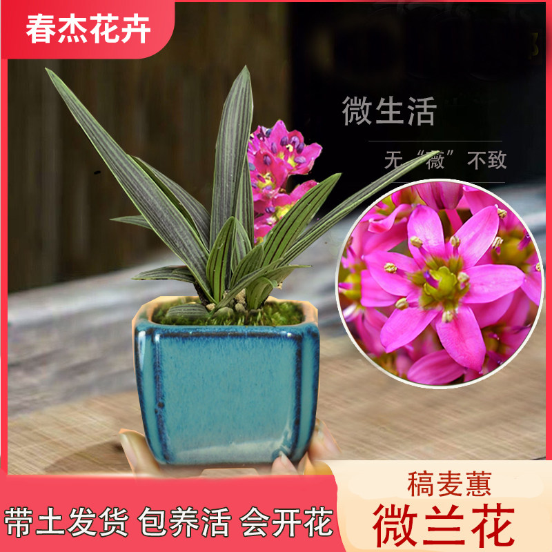 日本稿蔓穗迷你矮种兰花草开花紫红色山野草观叶油点百合室内花卉