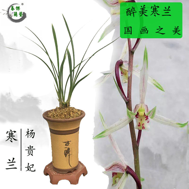 杨贵妃兰花苗细叶寒兰素心兰花雪中红冬季带花苞好养花卉盆栽绿植