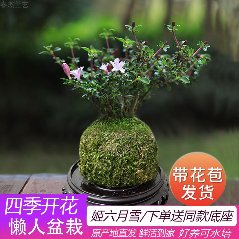 带花苞金边紫红花六月雪苔藓球微盆景创意绿植花卉净化空气客厅